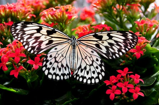 butterfly main